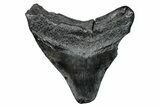 Bargain, Fossil Megalodon Tooth - South Carolina #272486-1